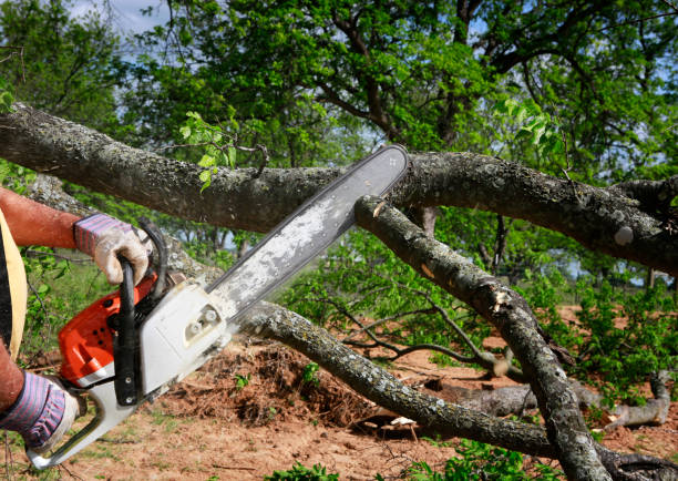 Reliable Cooper City, FL Tree Service Solutions